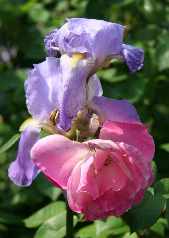 Iris & Rose