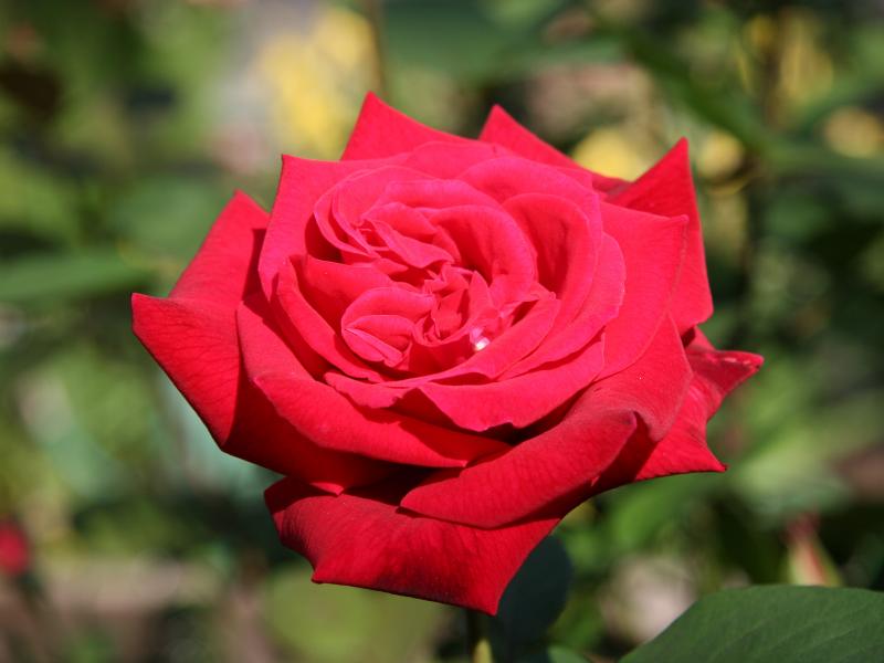 Proud Land Rose