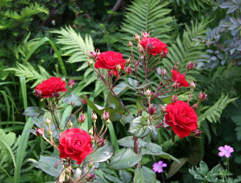 Europeana Roses
