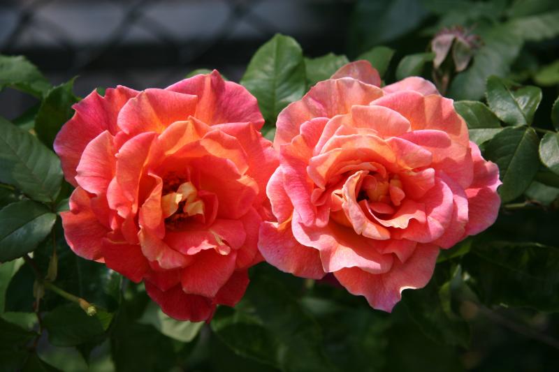 Roses