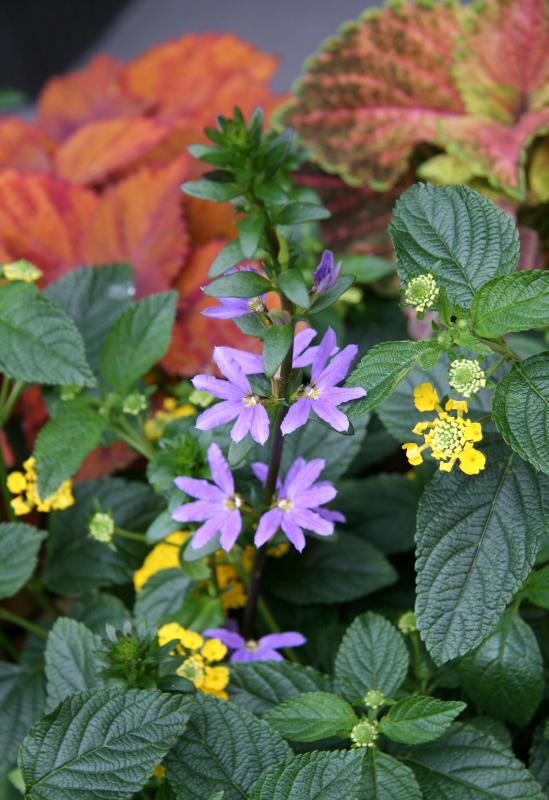 Scaevola, Lantana & Coleus Arrangement