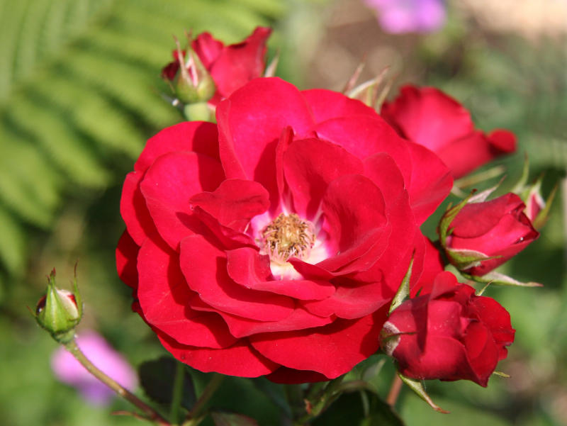 Europeana Rose