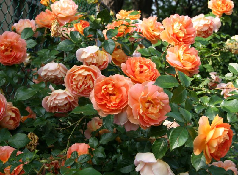 Pat Austin Roses