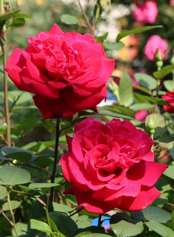 Proud Land Rose