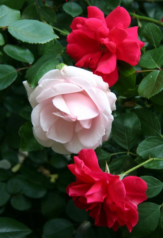 Pink & Red Roses