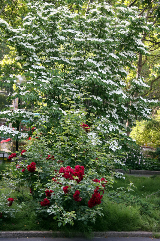 Rose Bush & Dogwood Tree