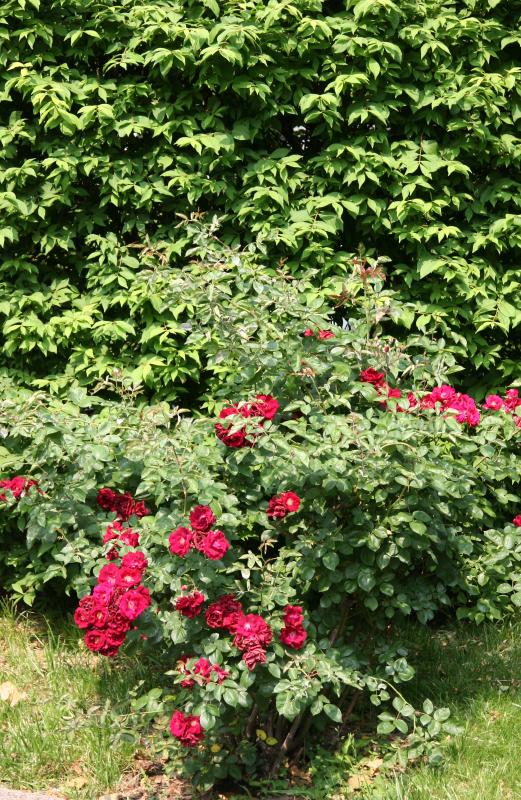 Roses & Burning Bush
