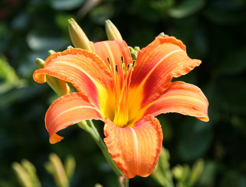 First Day Lily of the Season