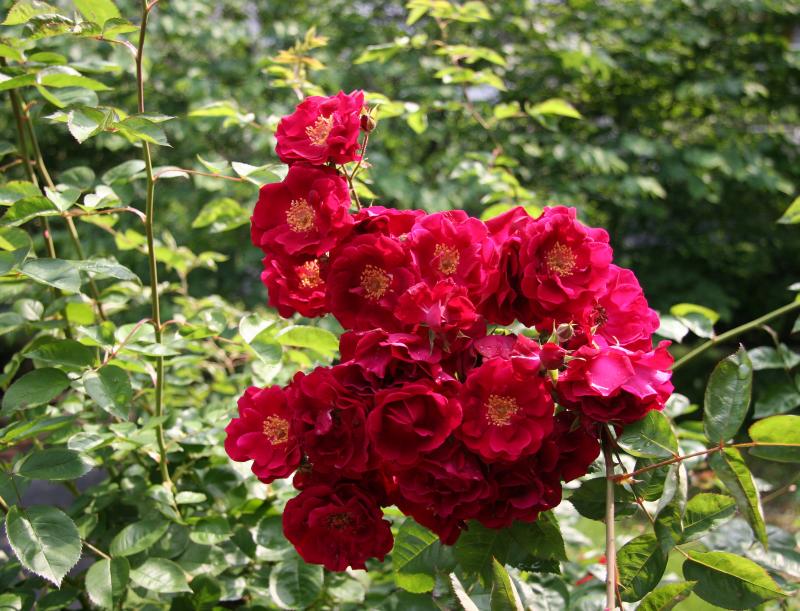 Red Rose Bouquet