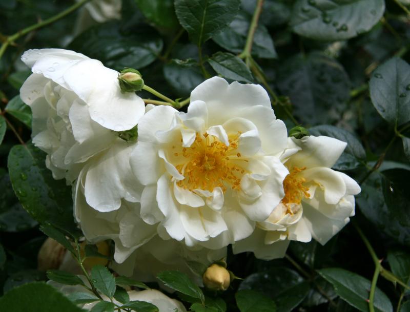 White Rose Bouquet