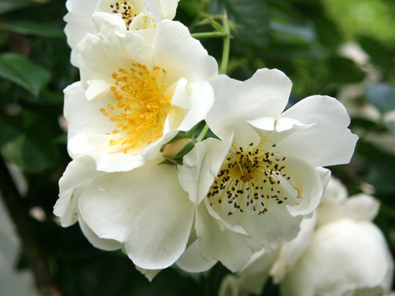 Rose Seeds