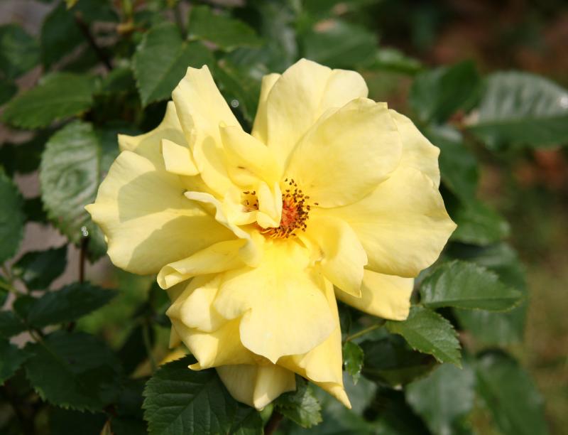 Yellow Rose