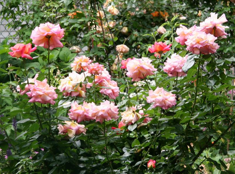 Chicago Peace Rose Bush