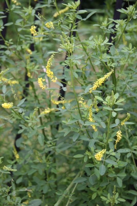 Goldenrod