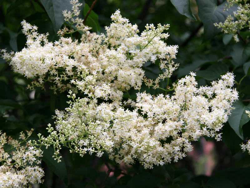 Lilac Tree Blossoms