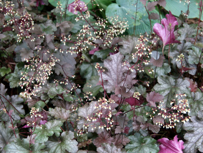 Coral Bells - Heuchera