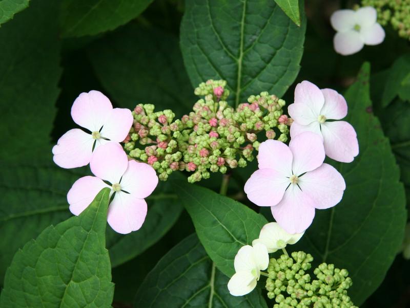 Hydrangea Blossoms