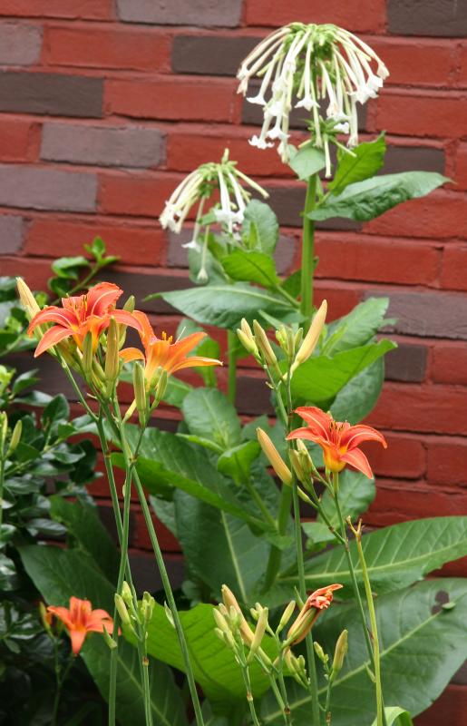 Nicotiana & Day Lilies