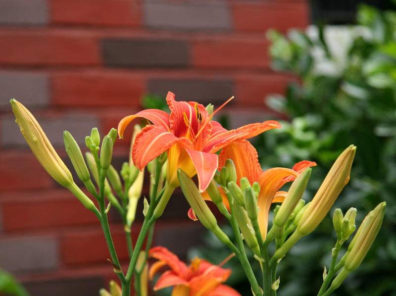 Day Lilies