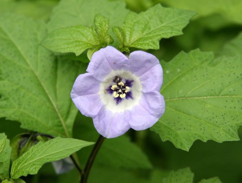 Nicandra or Shoo Fly Flower