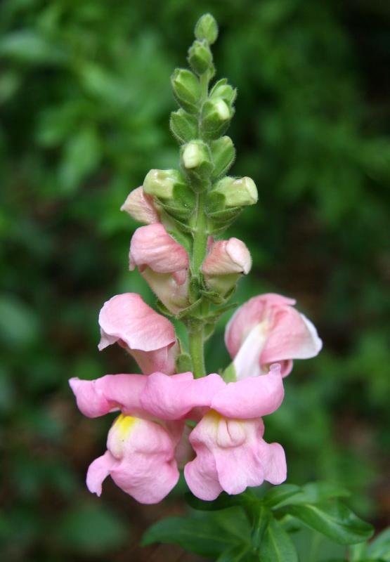 Snapdragons