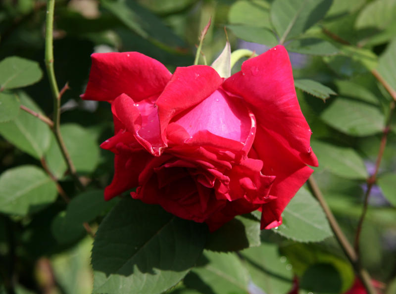 Proud Land Rose