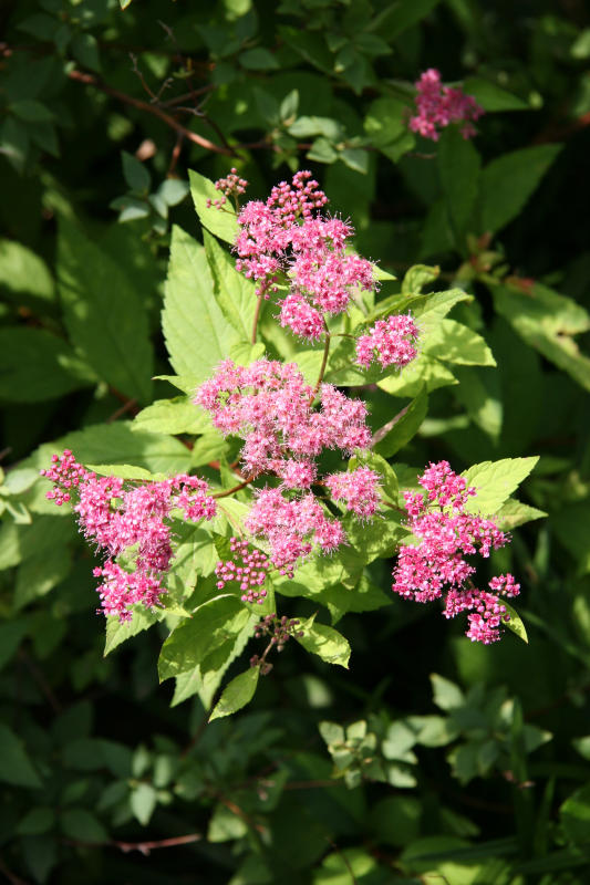 Spirea Blossoms