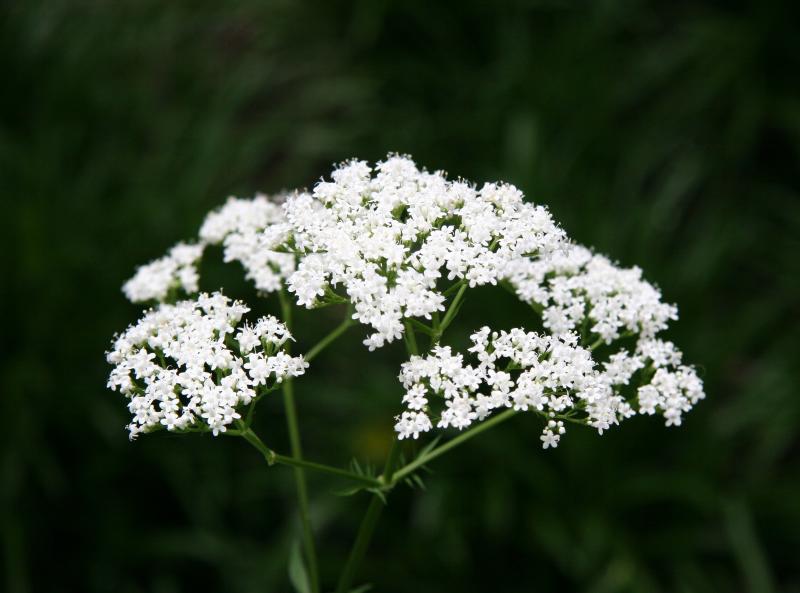 Valerian Blossoms