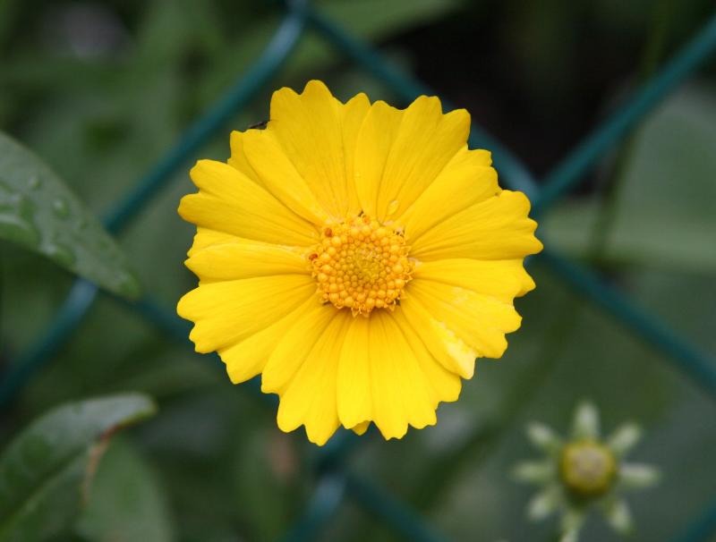 Coreopsis Aster
