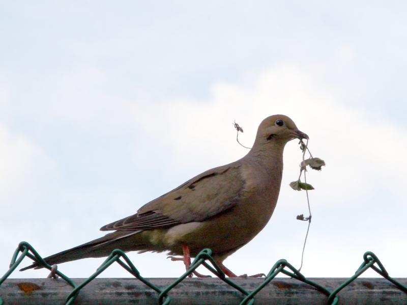 Dove