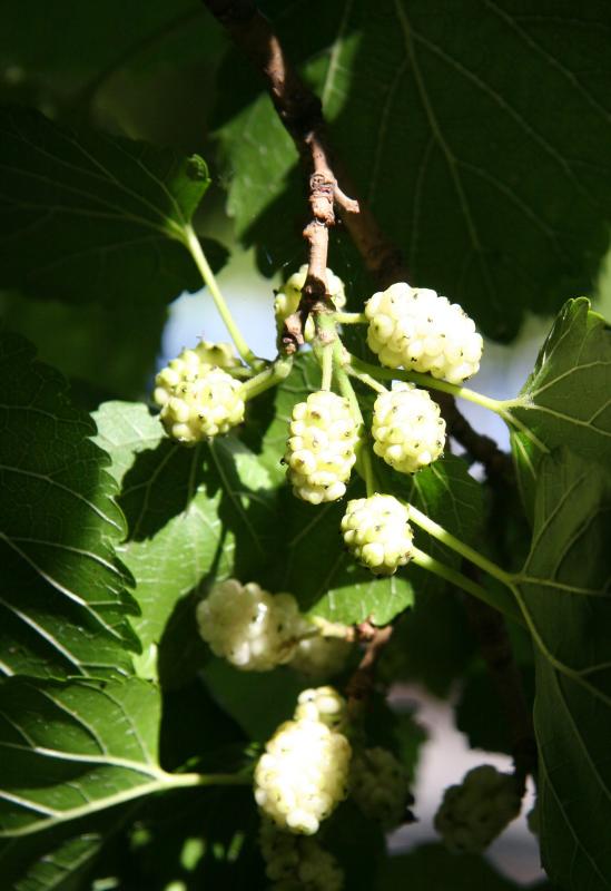 Mulberries