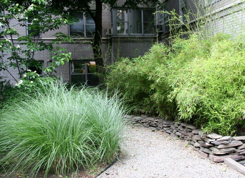 Bamboo and Other Grass Garden