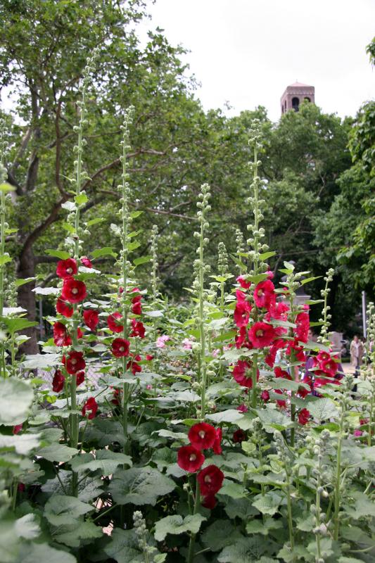 Hollyhocks