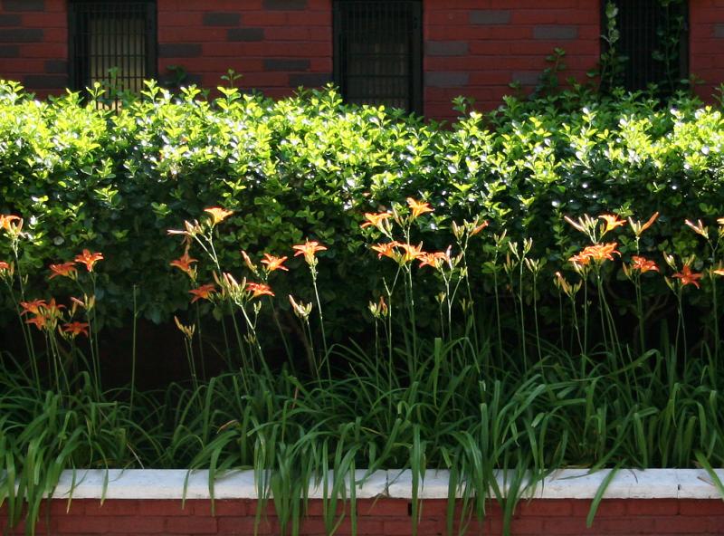 Day Lilies