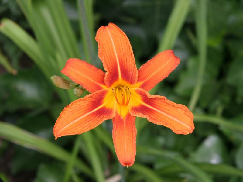 Day Lily
