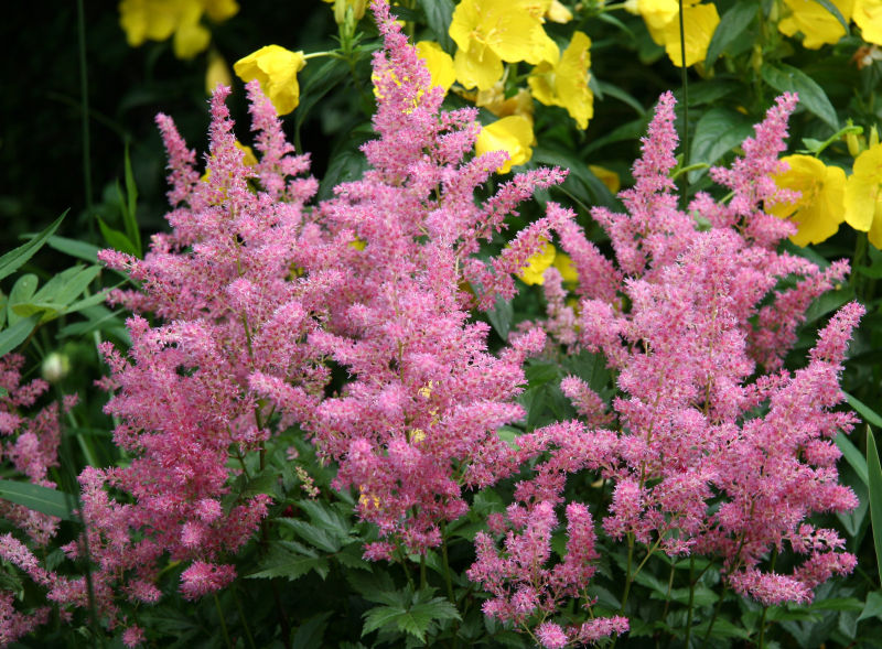 Astilbe & Evening Primroses