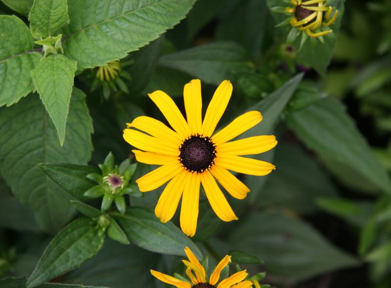 Blackeyed Susan