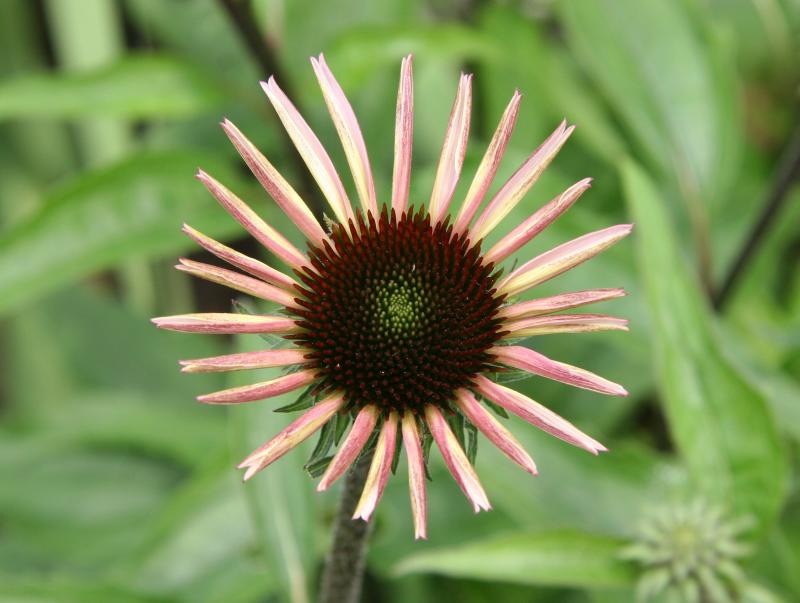 Echinacea