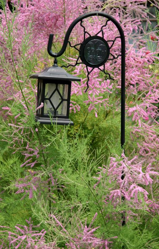 Tamarisk Blossoms