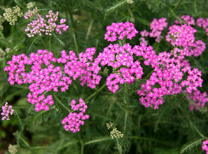 Yarrow