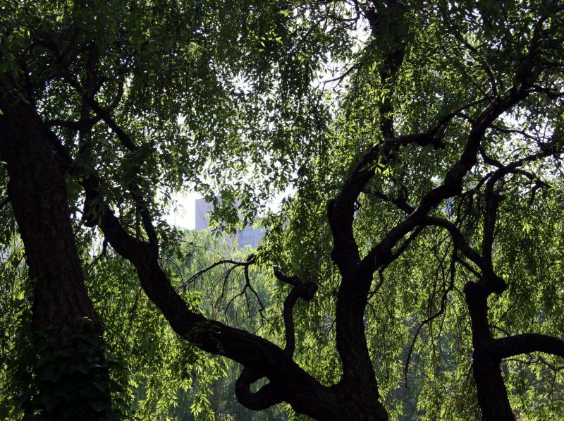 Cherry & Willow Tree Foliage