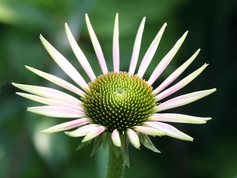 Echinacea