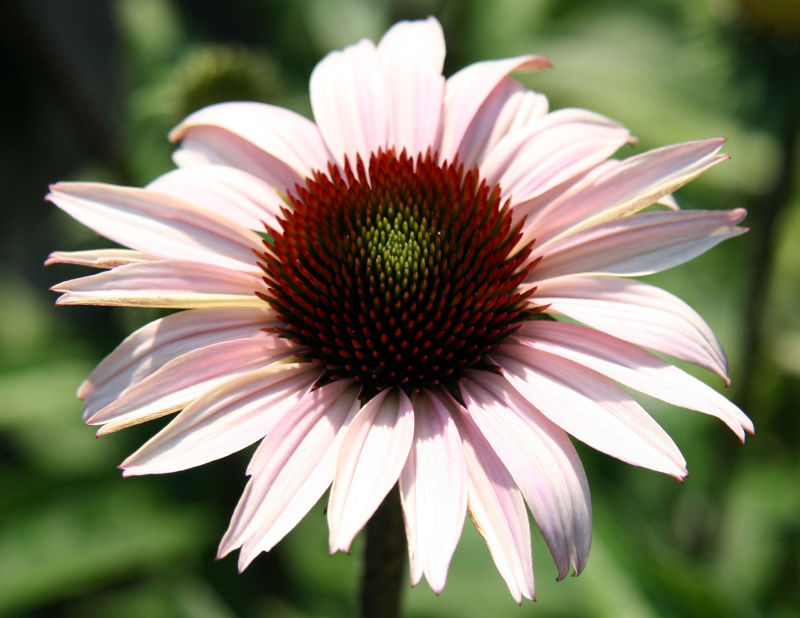 Echinacea