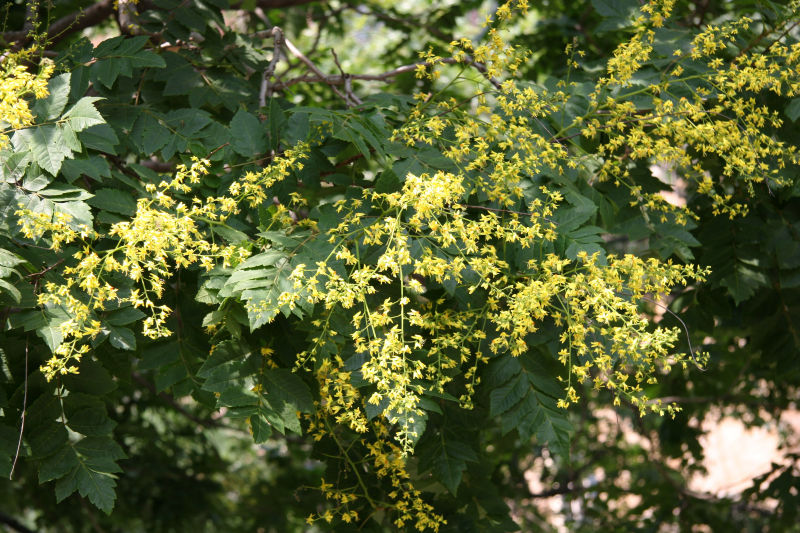 Golden Rain Tree Blossoms