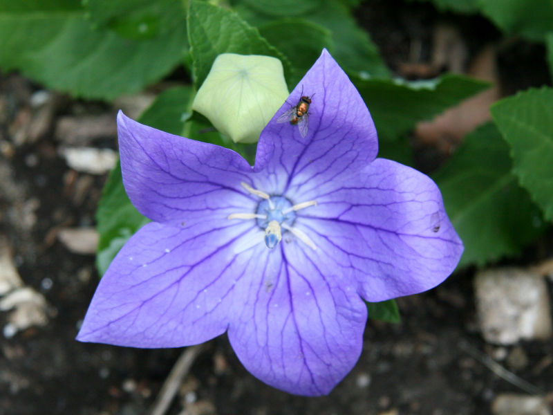 Balloon Flower