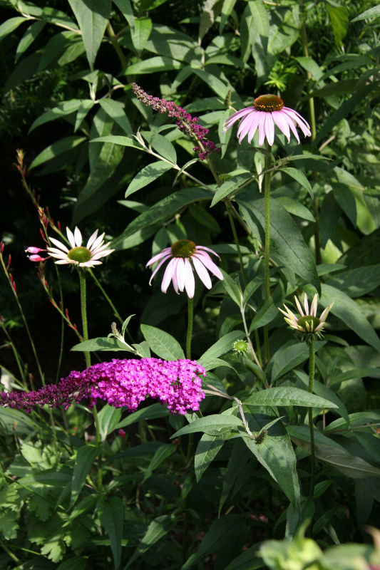 Echinacea & Buddleja Blossoms
