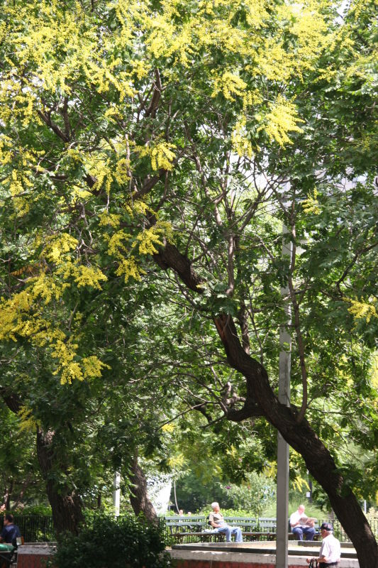 Golden  Rain Tree Blossoms