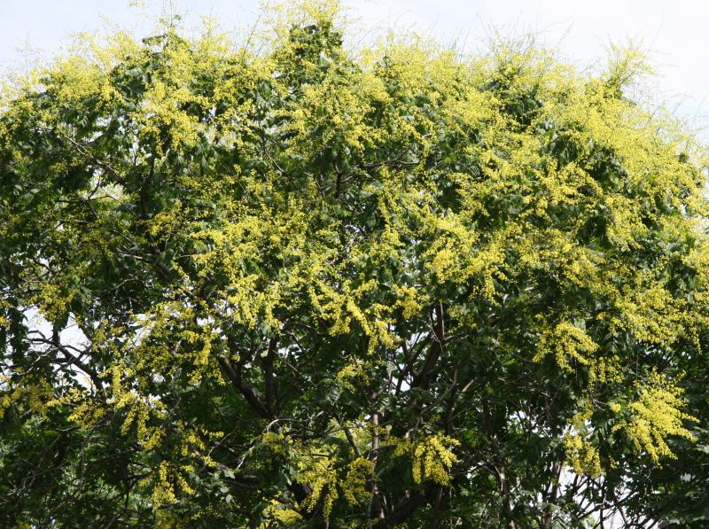 Golden  Rain Tree Blossoms