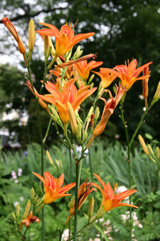 Day Lilies