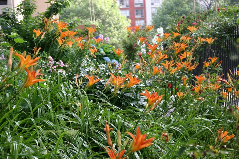 Day Lilies